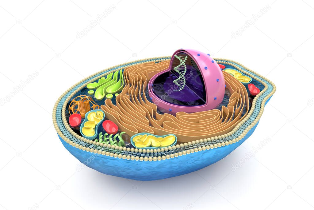 3D rendering of the human cell cross section, detailed colorful anatomy, top view, white background