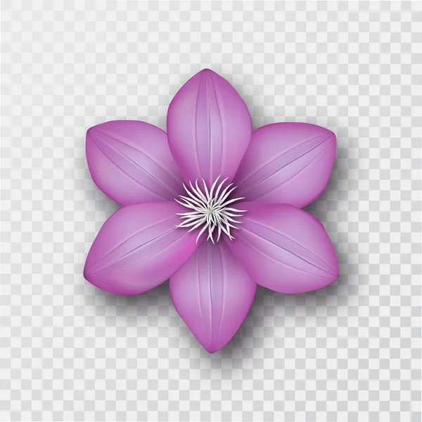 Blume Clematis Mit Schatten Auf Einem Isolierten Transparenten Hintergrund Ornament — Stockvektor