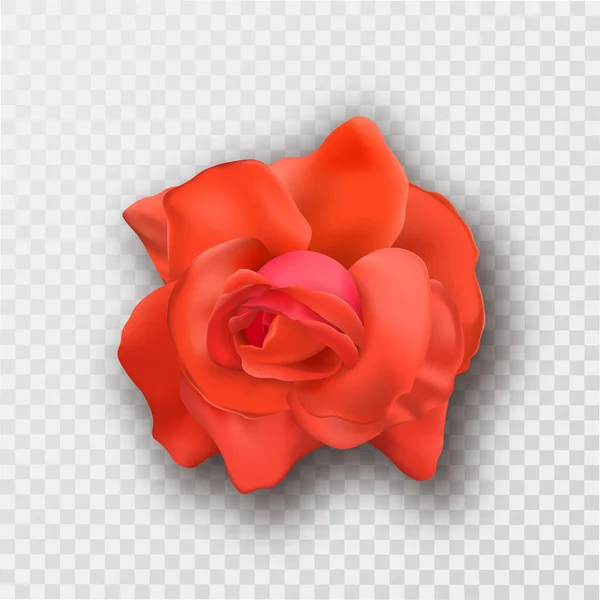 Brote Flor Rosa Roja Con Sombra Sobre Fondo Transparente Aislado — Vector de stock