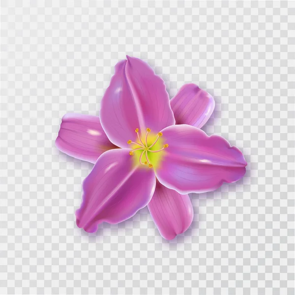 Egy Liliom Virág Egy Árnyék Egy Elszigetelt Átlátszó Hátteret Díszítés — Stock Vector