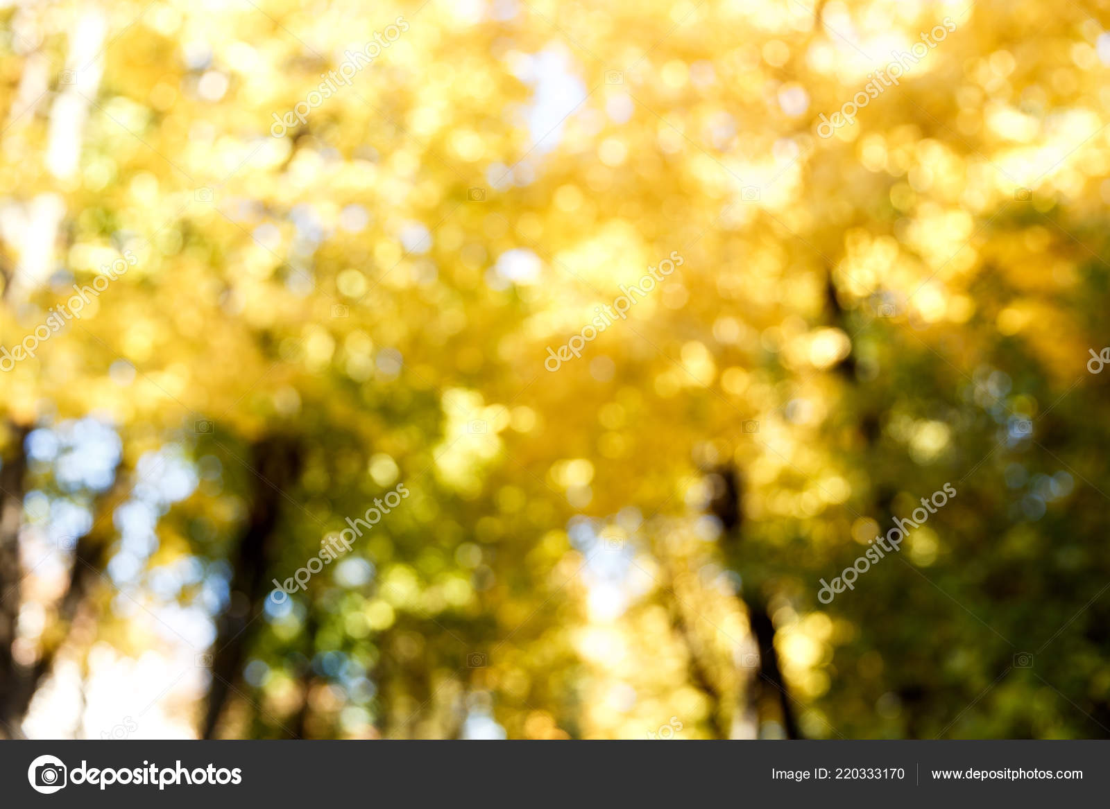 Abstract Autumn Forest Blur Background Stock Photo Image By C Burdun