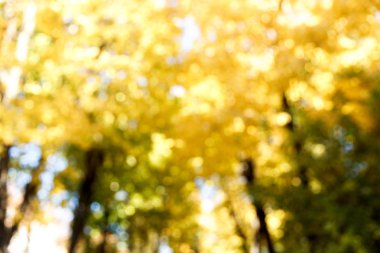 Soyut sonbahar orman arka plan bulanıklık