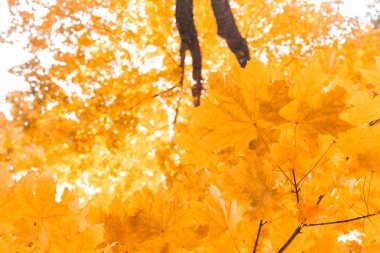 Sonbahar yaprakları mavi gökyüzü arkaplanıyla