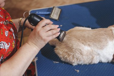 Kadın damat saç kesimi yorkshire korkunç köpekler için güzellik salonda damat için tablo. Son bir köpek saç makasla kesme işlemi. bir köpek görünümünün namlu