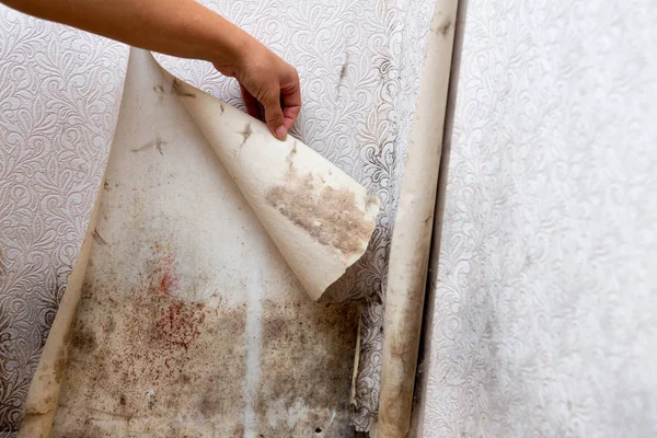 Girl found mold in the corner of your bathroom , in your residential building after renovation — Stock Photo, Image