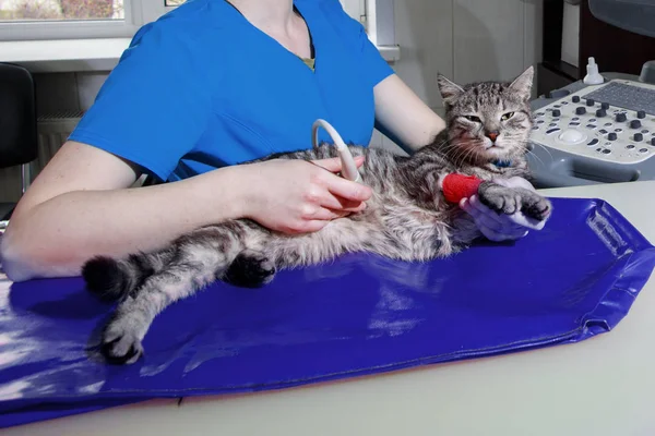 Katzentest im Tierkrankenhaus. Katze mit Ultraschalluntersuchung im Tierarztbüro. Katze in Tierklinik — Stockfoto