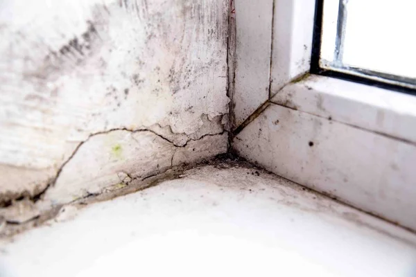 Mold in the corner of the window — Stock Image Mold in the corner of the window Stock Image