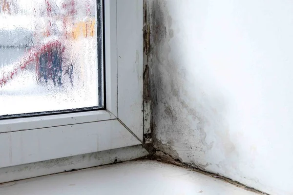 Mold in the corner of the window — Stock Image Mold in the corner of the window Royalty Free Stock Images