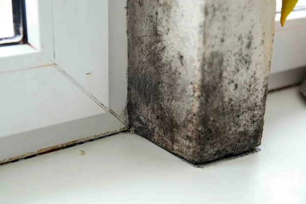 Mold in the corner of the window — Stock Image Mold in the corner of the window Stock Photo