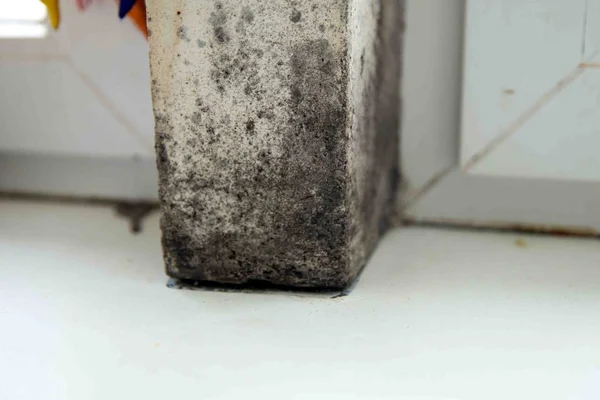 Mold in the corner of the window — Stock Image Mold in the corner of the window Royalty Free Stock Images