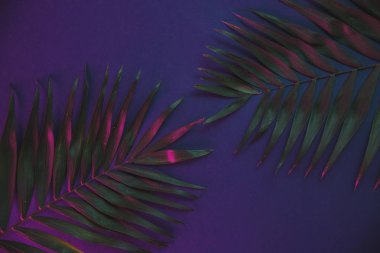 Tropikal ve palmiye yaprakları canlı kalın degrade holografik neon renklerde