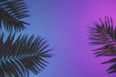 Tropikal ve palmiye yaprakları canlı kalın degrade holografik neon renklerde