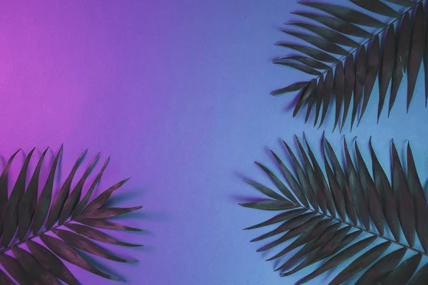 Tropiska och palm blad i pulserande djärva gradient holografisk neonfärger — Stockfoto