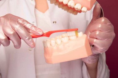 Model çene de diş fırçalamak için nasıl gösteren closeup görünümü.