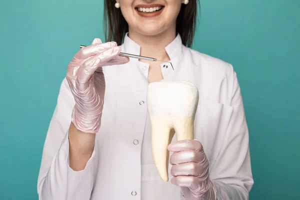 Imagen de primer plano del modelo de diente y el instrumento dentistas en las manos de los médicos aislados . — Foto de Stock