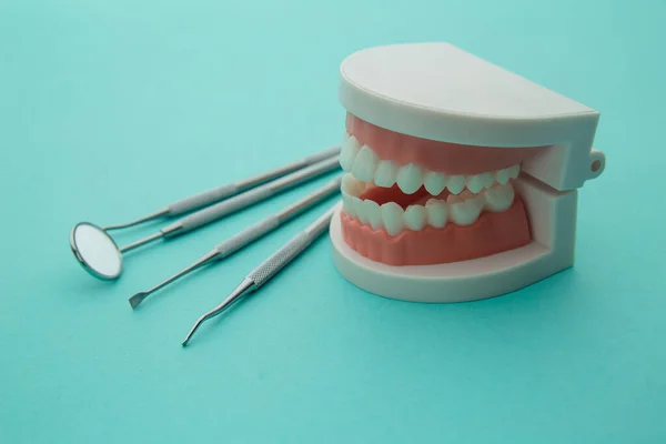 Dentist demonstration teeth model with flesh pink gums and dentist tool on blue background — Stock Photo, Image