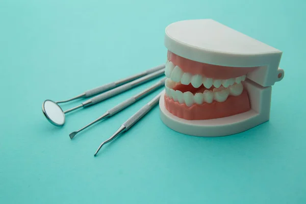 Dentist demonstration teeth model with flesh pink gums and dentist tool on blue background. — Stock Photo, Image