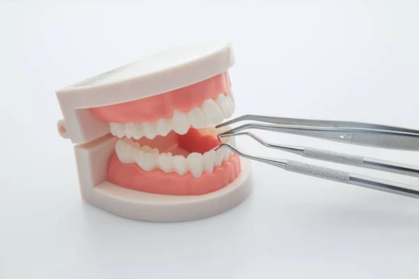 白い背景に隔離された歯科顎モデルと歯科器具 — ストック写真