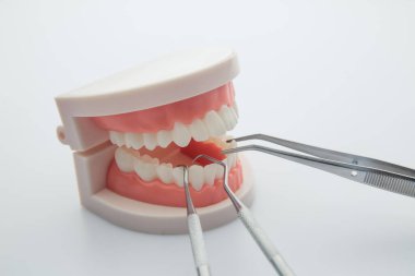 Diş çene modeli ve dişçi araçları beyaz arkaplanda izole.