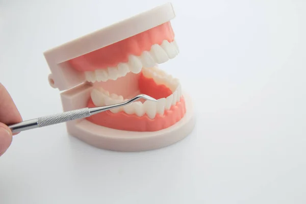 白い背景に隔離された歯科顎モデルと歯科器具 — ストック写真