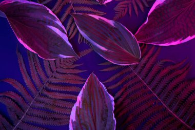 Siyah ışık arka planında tropikal yaprak ormanı parlar. Yüksek karşıtlık.