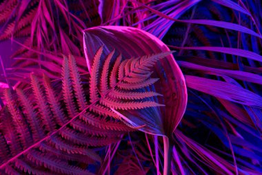 Siyah ışık arka planında tropikal yaprak ormanı parlar. Yüksek karşıtlık.