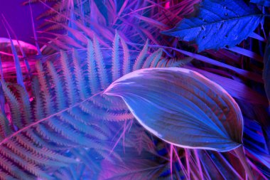 Karanlık arka planda tropikal yaprak ormanı parlıyor. Yüksek karşıtlık.