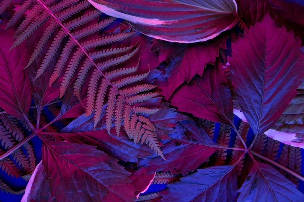 Tropischer Blätterwald leuchtet im Schwarzlicht-Hintergrund. Hoher Kontrast. — Stockfoto