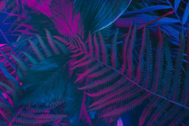 Karanlık arka planda tropikal yaprak ormanı parlıyor. Yüksek karşıtlık.