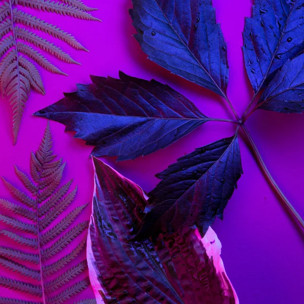 La forêt de feuilles tropicales brille dans le fond de lumière noire. Contraste élevé. — Photo