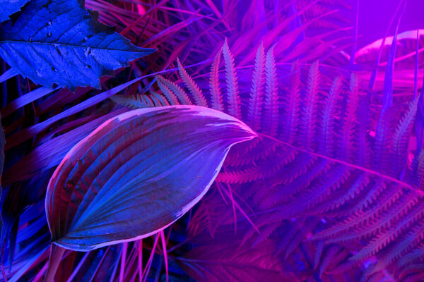 Тропический листовой лес светится на черном светлом фоне. Высокий контраст.