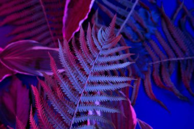 Siyah ışık arka planında tropikal yaprak ormanı parlar. Yüksek karşıtlık.