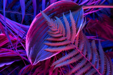 Siyah ışık arka planında tropikal yaprak ormanı parlar. Yüksek karşıtlık.