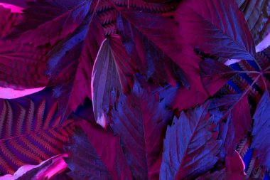 Karanlık arka planda tropikal yaprak ormanı parlıyor. Yüksek karşıtlık.