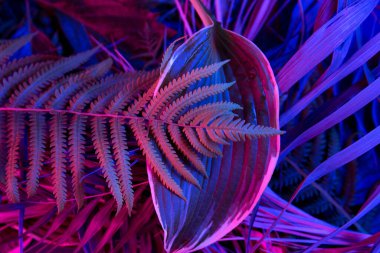 Siyah ışık arka planında tropikal yaprak ormanı parlar. Yüksek karşıtlık.