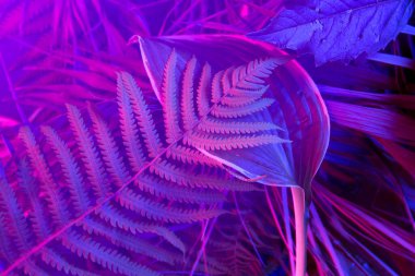 Karanlık arka planda tropikal yaprak ormanı parlıyor. Yüksek karşıtlık.