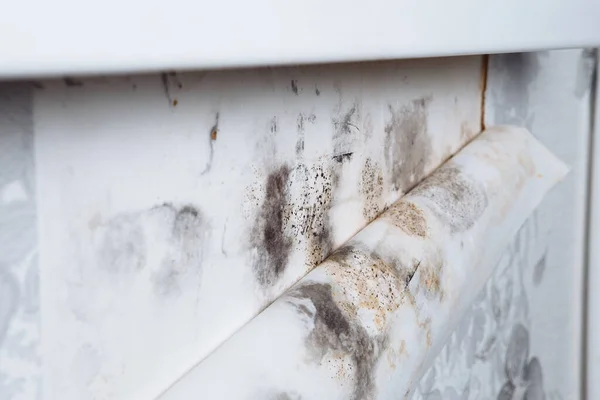 Black mold buildup in the corner of an old house. development of mildew under the Wallpaper — Stock Photo, Image