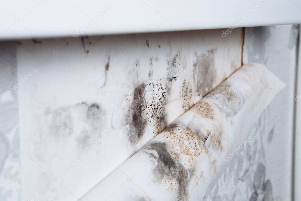 Black mold buildup in the corner of an old house. development of mildew under the Wallpaper