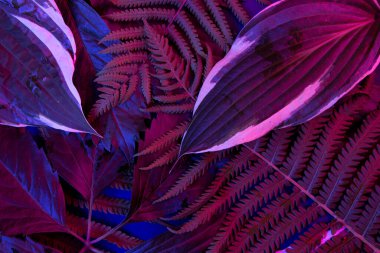 Siyah ışık arka planında tropikal yaprak ormanı parlar. Yüksek karşıtlık.