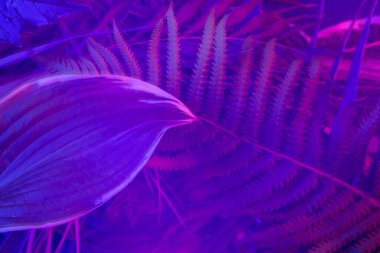 Karanlık arka planda tropikal yaprak ormanı parlıyor. Yüksek karşıtlık.