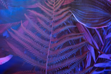 Siyah ışık arka planında tropikal yaprak ormanı parlar. Yüksek karşıtlık.