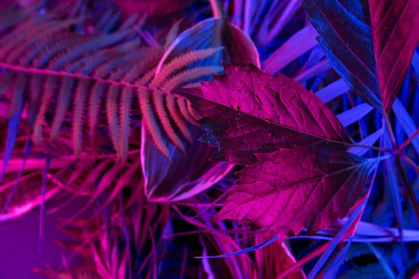 Tropischer Blätterwald leuchtet im Schwarzlicht-Hintergrund. Hoher Kontrast. — Stockfoto