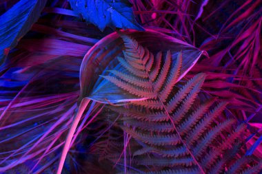 Siyah ışık arka planında tropikal yaprak ormanı parlar. Yüksek karşıtlık.