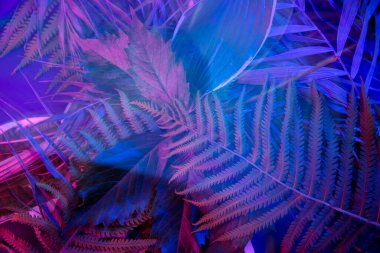 Siyah ışık arka planında tropikal yaprak ormanı parlar. Yüksek karşıtlık.