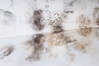 Black mold buildup in the corner of an old house. development of mildew under the Wallpaper clipart
