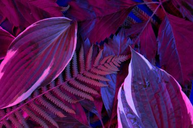 Siyah ışık arka planında tropikal yaprak ormanı parlar. Yüksek karşıtlık.