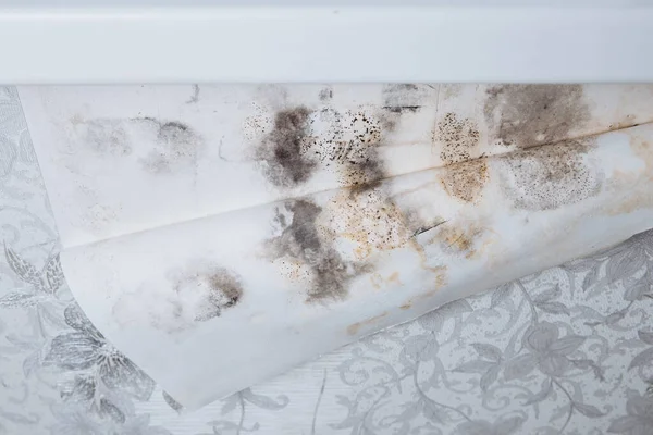 Black mold buildup in the corner of an old house. development of mildew under the Wallpaper — Stock Photo, Image