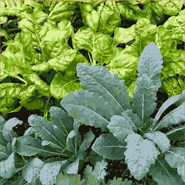 Hojas Verduras Lechuga Con Detalles Realistas Ilustración Vectores Jardinería Alimentos — Vector de stock