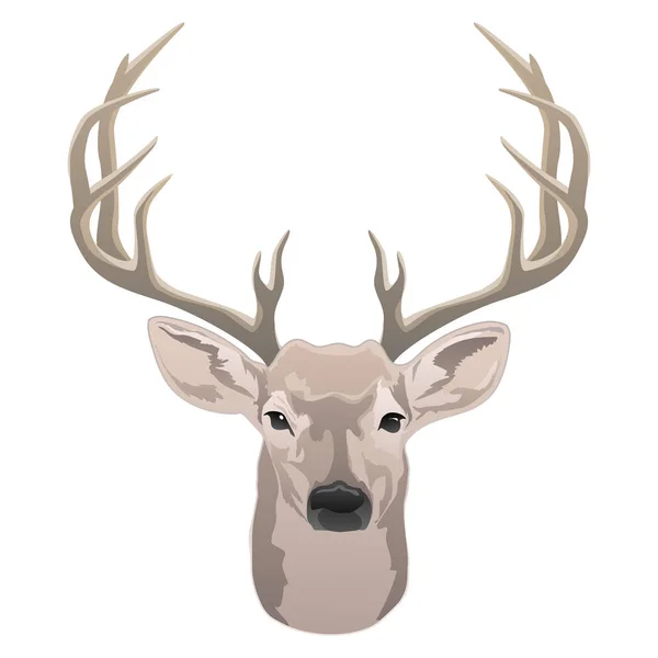 Deer Head Beautiful Buck Antlers Color Isolated Vector Illustration — Stock Vector