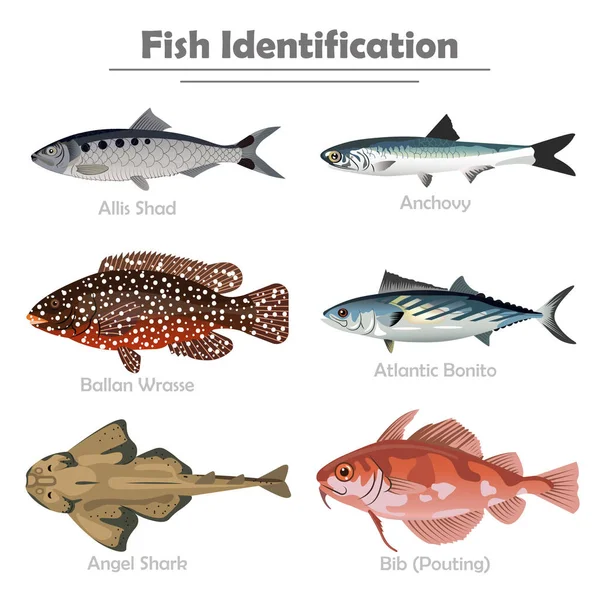 Icono de pescado conjunto vector ilustración realista — Vector de stock
